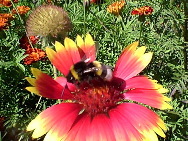 Алексей Буренков