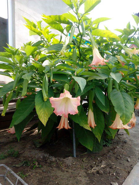 Ольга Михальченко