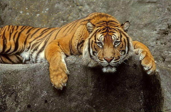 Денис Кузьменко