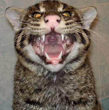 Ольга Коломиец