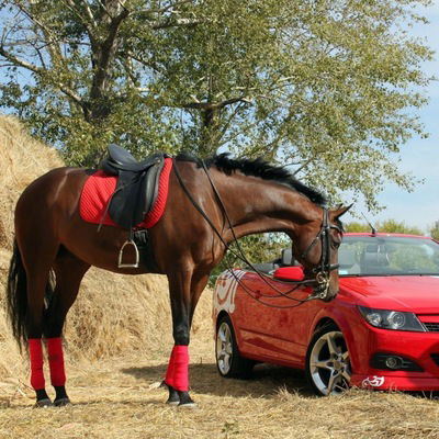 Елизавета Соболева