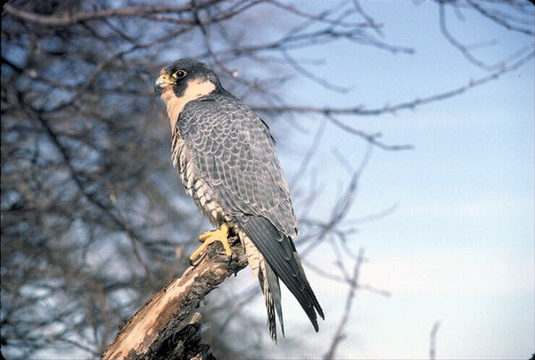 Денис Лупанов