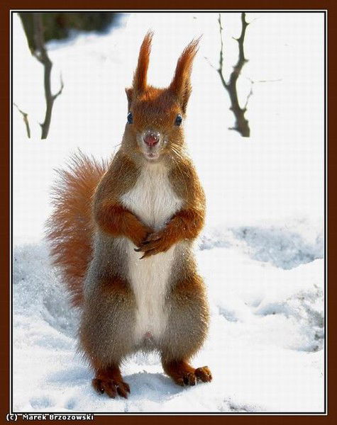 Олеся Буйницкая