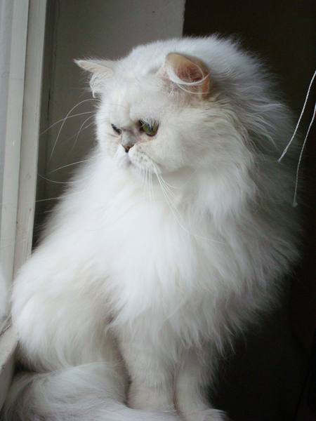 Белая Пушистая
