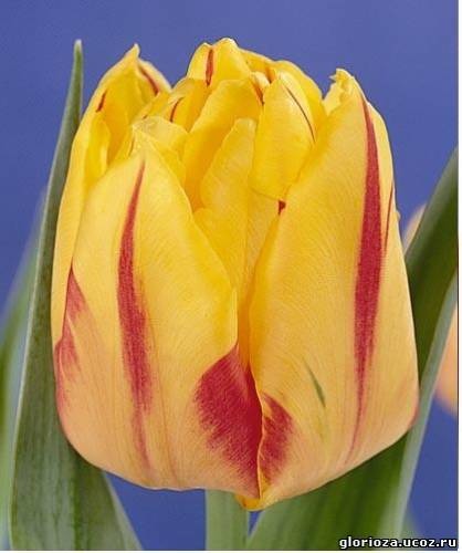 Бахыт Таменова