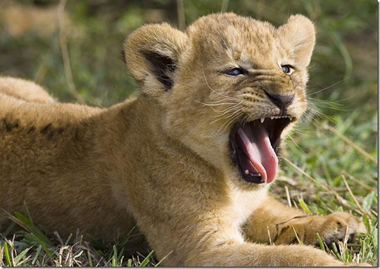 Никита Ковтун