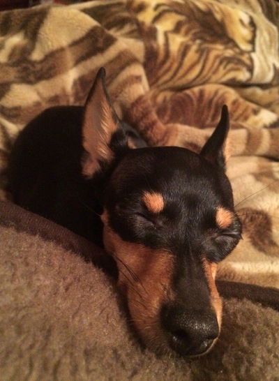 Елена Рецкая