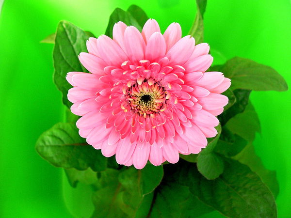 Ольга Бенцлер