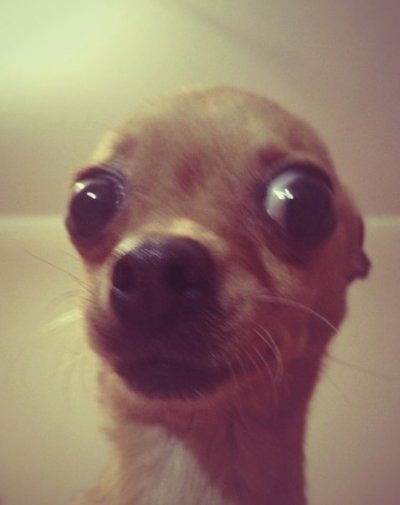 София Сарбей