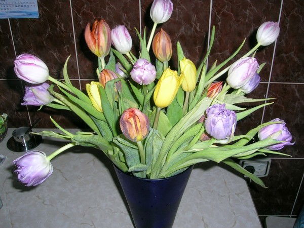 Надежда Миронова