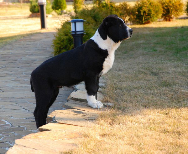 Энни Ньютон