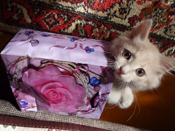 Андрей Андрей