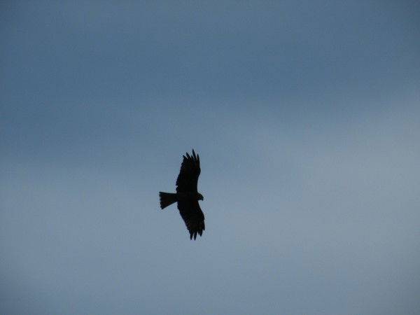 Надежда Шкробова