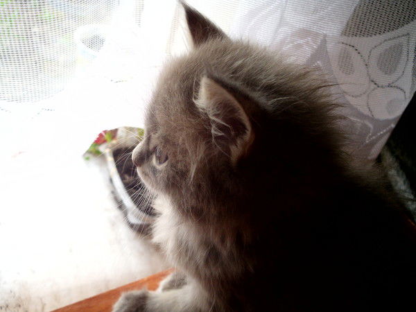 Даниил Катанцев