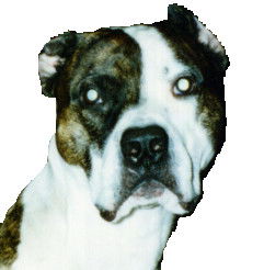 Владимир Павлов