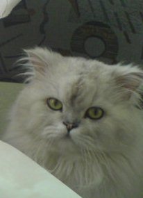 Александр Пимонов