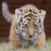 Станислав Казанцев