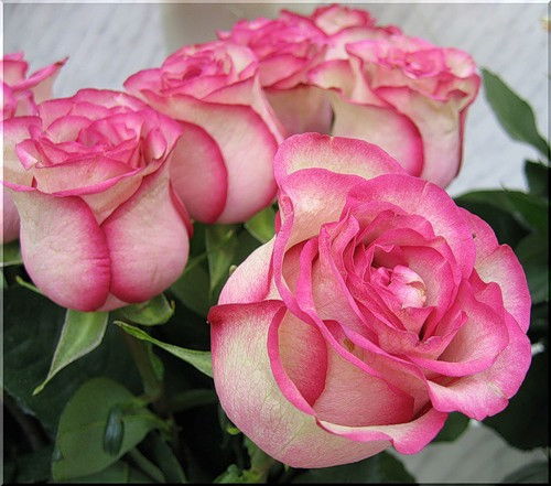 Юлия Зенкина