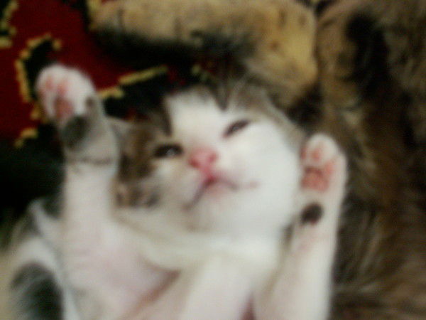 Анастасия Трошина