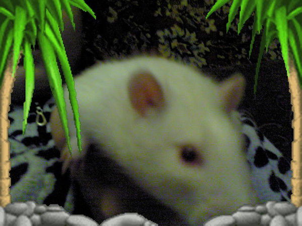 Коля Валуйский