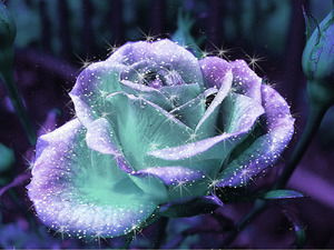 ^^айдана^^ Даниярова