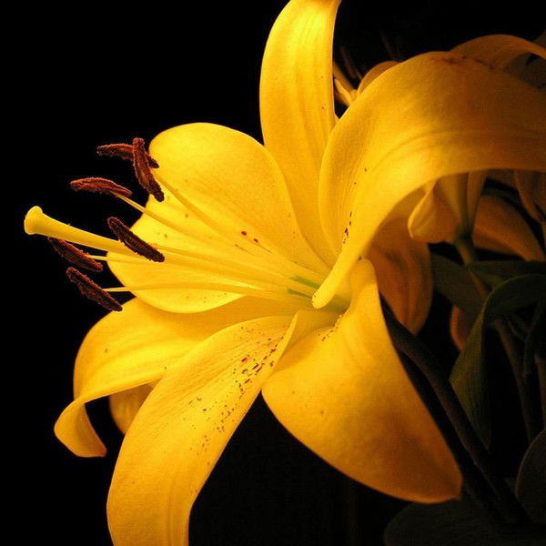 Надежда Банацкая (Сторожук )