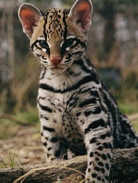 Роман Петин