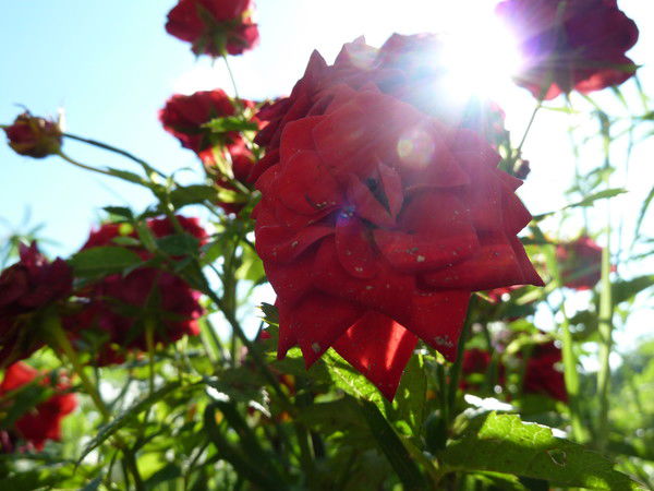 Ольга Зубова