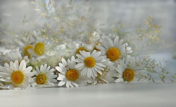 Мадина Шарипова