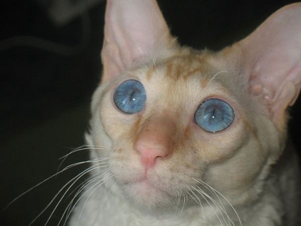 Генка Иванов