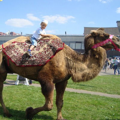 Алсу Шаукатова