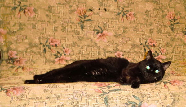 Вера Кожевникова