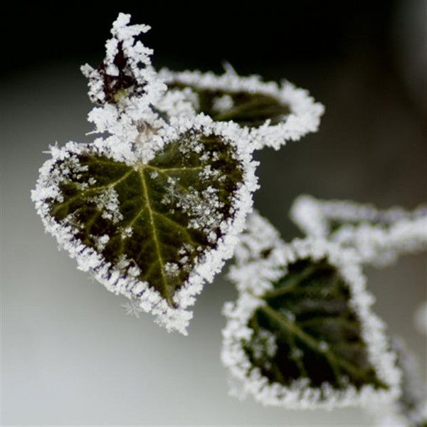 Ольга Бурдюкова