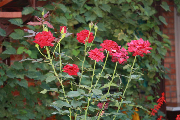 Антонина Бреева