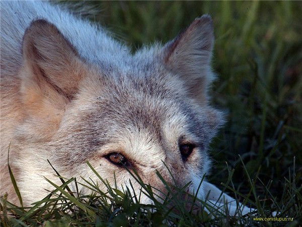 Ласковый Котёнок