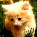 Ольга Кот