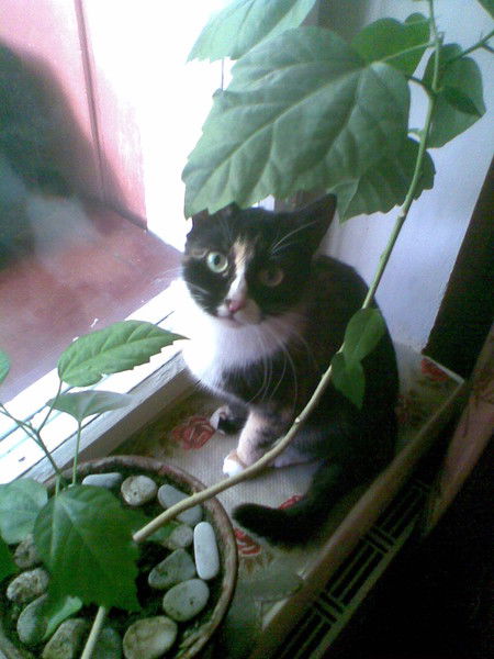 Елена Корнеева