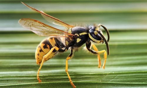 Евгений Осжалин