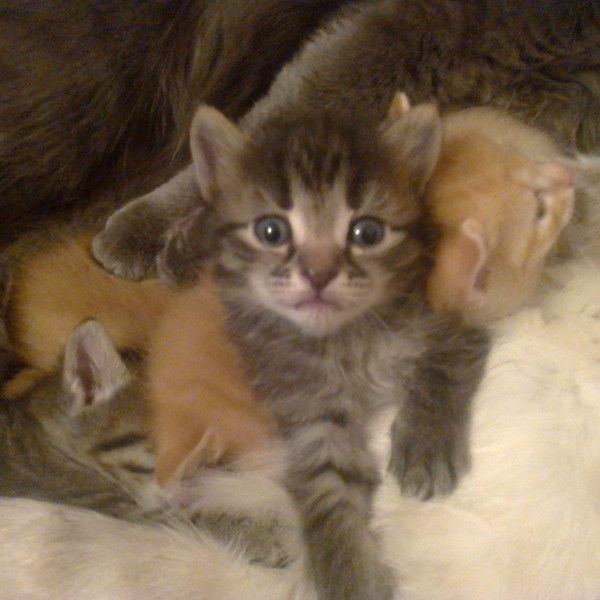 Анна Шестакова