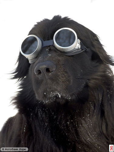 Дмитрий Пеньков