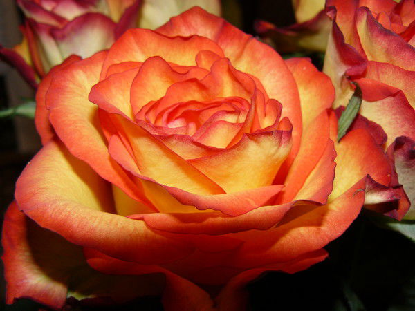 Любашка Маркова