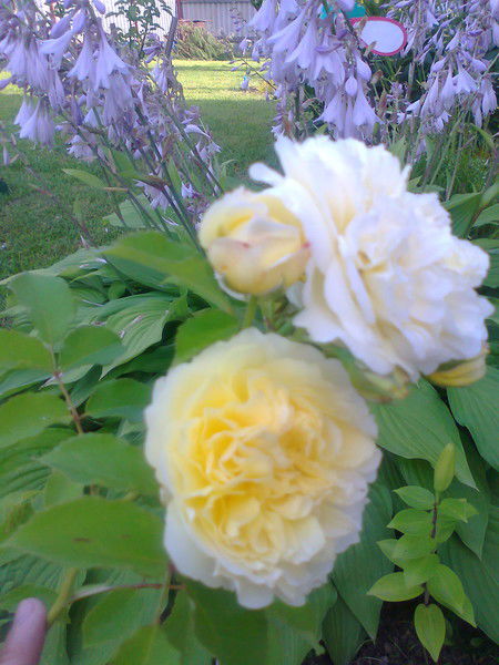 Ирина Валентиновна