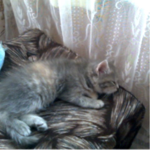 Настена Криницына