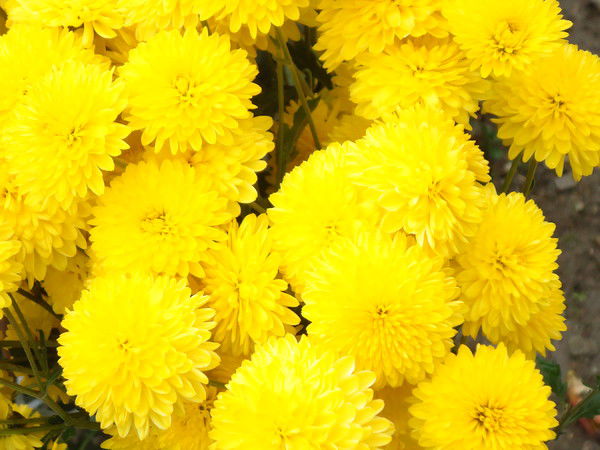 Ленчик Еувнгшщ