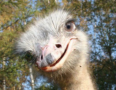 Ильмир Абдулов