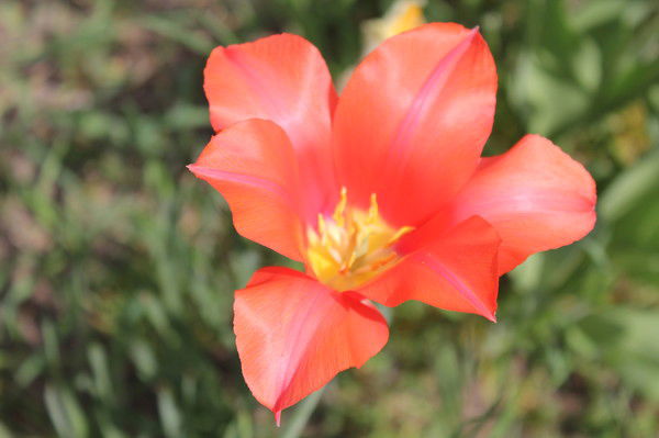 Алена Алена