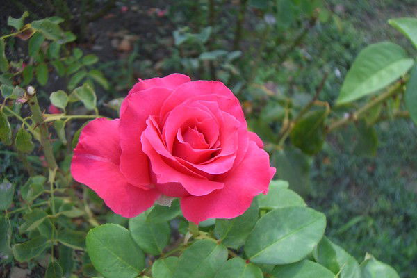 Яна Шишкина