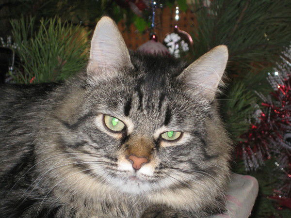 Марина Шиндряева