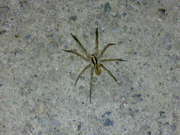 Евгений Кисилев