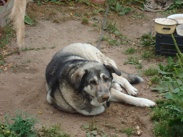 Анна Вичкаева